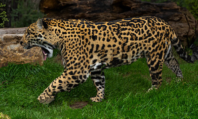 Close-up of a Jaguar (Panthera onca), adult male. Lives in Mexico, Central America, northern half of South America, Brazil.
