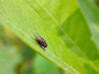 insect, macro, fly, nature, bug, leaf, beetle, animal, closeup, flower, black, garden, bee, close-up, wildlife, plant, wings, close, detail, insects, summer, entomology, wild, wing