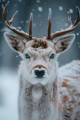 Fototapeten Deer in the snow © paul