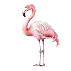 Watercolor illustration of a solitary pink flamingo on a white backdrop.
