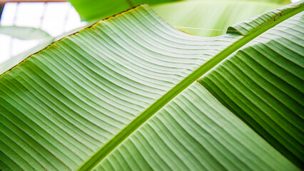 Montreal, Canada - Feb. 20 2022: Broad palm trees leaves in Botanic garden of Montreal