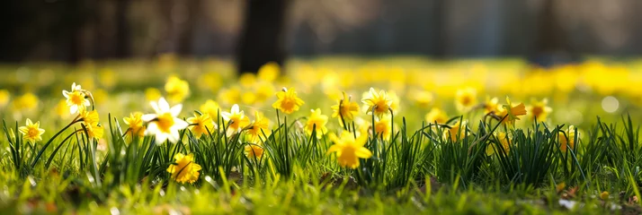 Zelfklevend Fotobehang spring meadow with daffodil flowers © sam