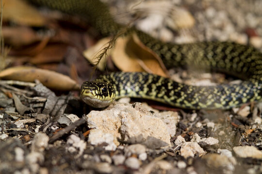 Coluber viridiflavus (Biacco) (Western Wip Snake ). Pineta di Platamona, Sassari. Sardegna, Italia..