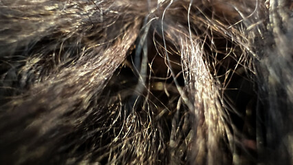 Macro view of brown dogs fur. Animal hairs shining in sun. Black fur wallpaper. Film grain texture. Soft focus. Blur