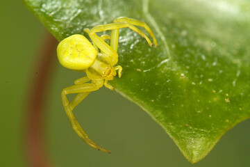  Yellow crab spider (Misumena vatia) on a leaf