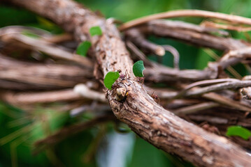 Montreal, Canada - July 30 2022：Leafcutter ants transporting leaves on branch in Montreal Insectarium