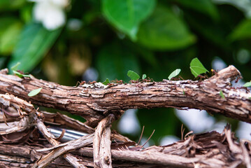 Montreal, Canada - July 30 2022：Leafcutter ants transporting leaves on branch in Montreal Insectarium