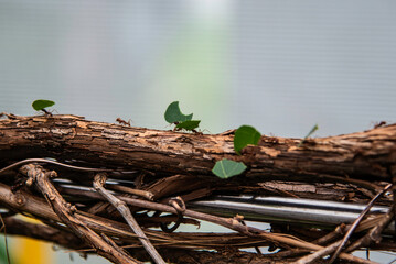 Montreal, Canada - July 30 2022：Leafcutter ants transporting leaves on branch in Montreal Insectarium