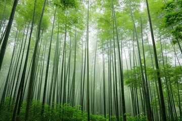 A vibrant and dense forest filled with numerous tall trees creating a breathtaking natural landscape, Dense bamboo forest covered in morning dew, AI Generated