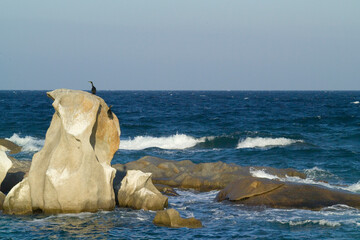 cormorant on a rock Asinara Island, P.to Torres, SS, Sardinia, Italy