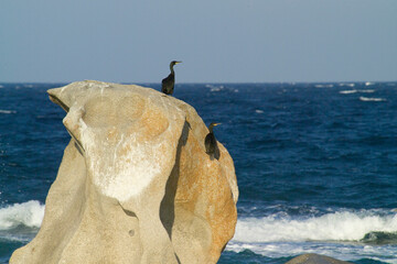 cormorant on a rock Asinara Island, P.to Torres, SS, Sardinia, Italy