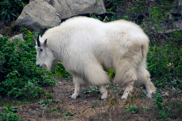 A Rocky Mountain Goat