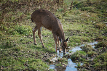 A female White-tailed Deer drinks at a stream