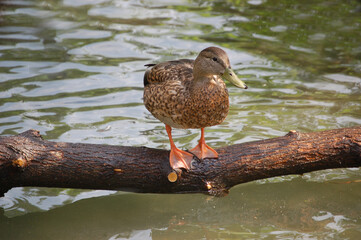 A female Mallard Duck standing on a log