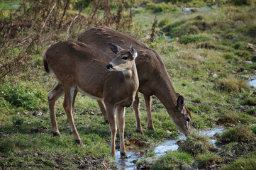 A pair od female White-tailed Deer drink at a brook
