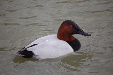 A male Canvasback Duck on the pond