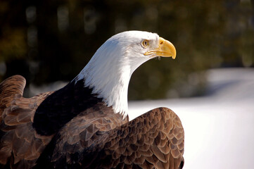 A Bald Eagle in winter