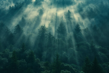 Obraz na płótnie Canvas misty forest in the fog