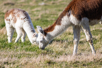 alpaca with baby grazing