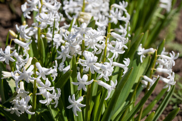 White hyacinths in the garden. Beautiful background blur, selective focus. - 744127145