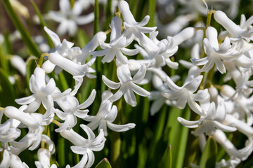 White hyacinths in the garden. Beautiful background blur, selective focus. - 744127149