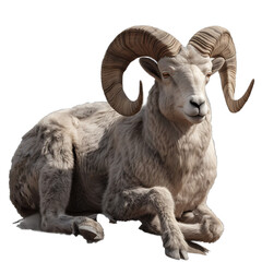 Ram Sitting on Ground With Long Horns