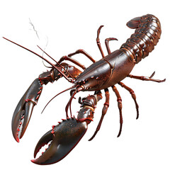 Large Lobster on White Background