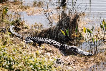 Huge alligator lying in the grass by the lake