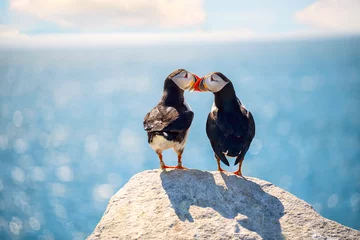 Photo of a couple of kissing puffin birds against the background of the ocean. Romantic pair of birds.