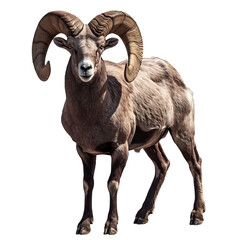 Majestic Ram With Large Horns on White Background
