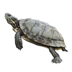 Foto op Plexiglas Realistic Turtle Drawing on White Background © Ilugram