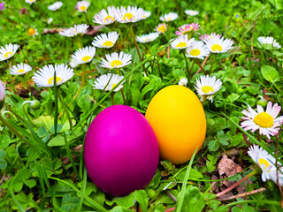 Two Easter eggs, yellow and pink color in the grass and Common daisy flowers
