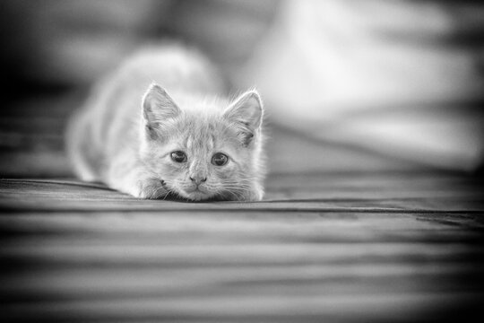 Photo noir et blanc d'un chaton en train de guetter sa proie