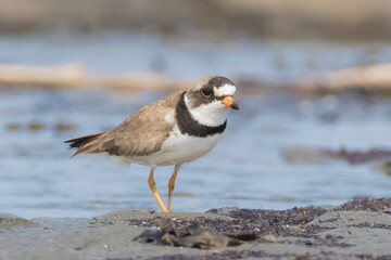 Cute small Semipalmated Plover walking on sand flats near water in search of food