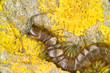 Scolopendra di Oran (Solopendra oraniensis)
