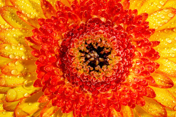 Gerbera flower with yellow and red petals with dew drops close-up