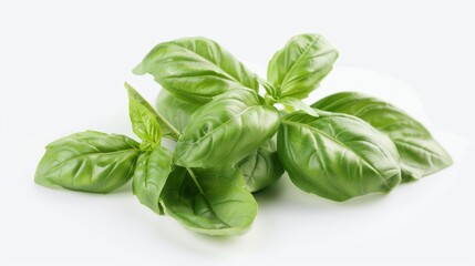 A vibrant green leaf of fresh basil stands out against the dark soil, capturing the essence of this flavorful and versatile herb