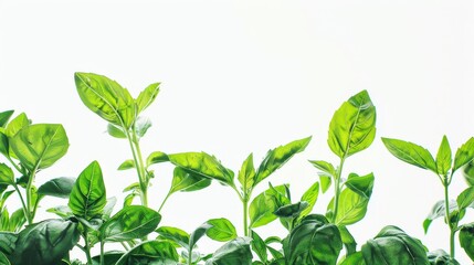 Vibrant green leaves of an herb plant delicately capture the essence of nature's nourishing beauty