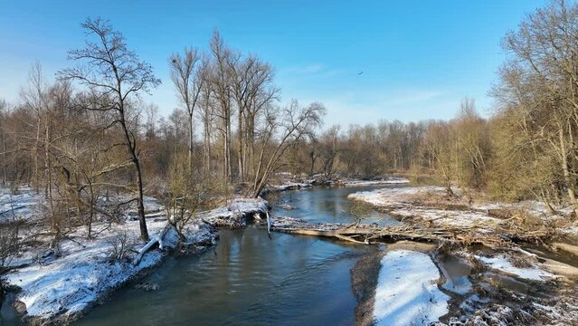 River floodplain Litovelske Pomoravi beaver European dam impoundment Castor fiber delta winter snow meander drone aerial inland Morava in sandy sand alluvium freezing cold frost, benches forest