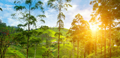 Tea plantation on the slopes of the mountains and a beautiful sunrise. Wide photo. - obrazy, fototapety, plakaty