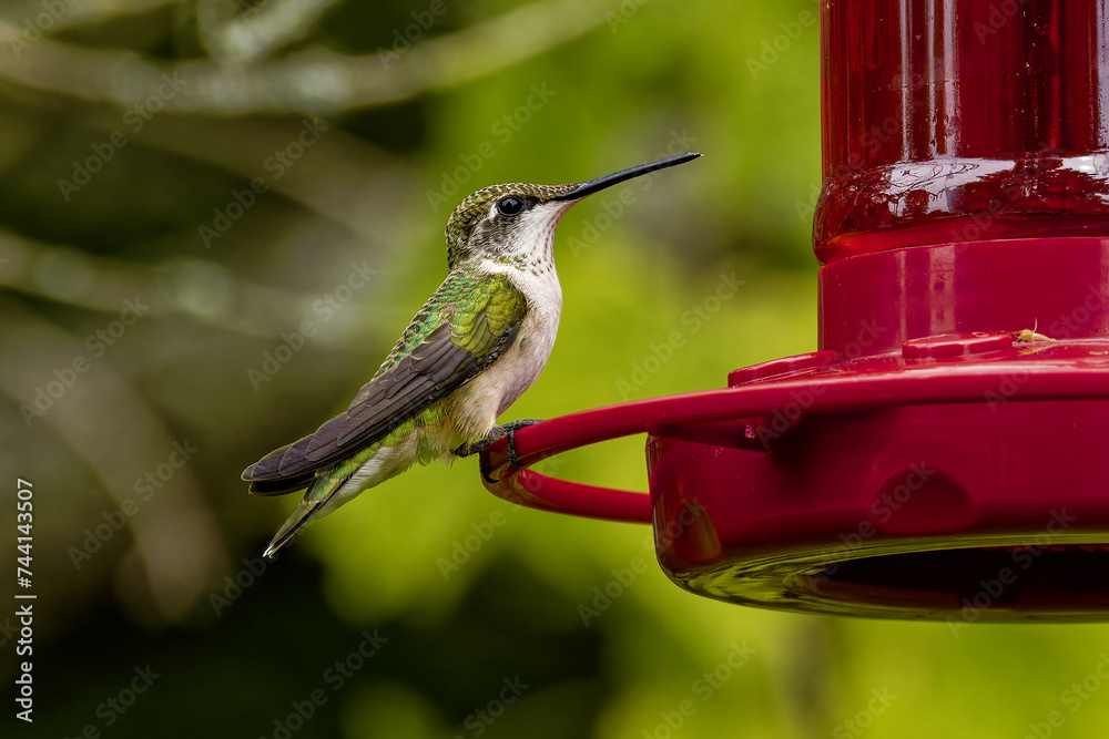 Poster Ruby-throated hummingbird ( Archilochus colubris ) in Wisconsin