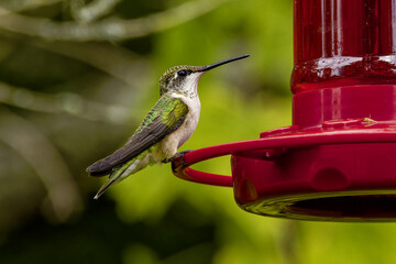 Ruby-throated hummingbird ( Archilochus colubris ) in Wisconsin