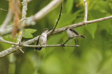 Ruby-throated hummingbird ( Archilochus colubris ) Female with young.