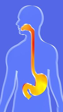 3d animation of stomach and esophagus to the mouth with indigestion. Showing the digestive system in transparent glass relief on human silhouette on blue background.