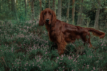 Irish setter on the hunt. Hunting dog in the forest. Hunting with a dog in autumn.
