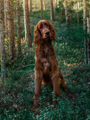 Irish setter on the hunt. Hunting dog in the forest. Hunting with a dog in autumn.