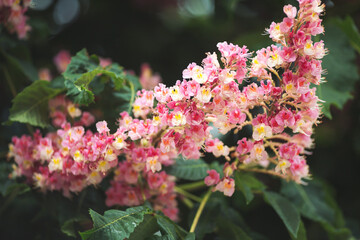 Branch of the red horse-chestnut with inflorescence. A blooming bunch of chestnut on a blurred...