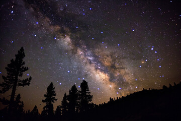 A night sky glittering with stars and the Milky Way, silhouetted by the outlines of towering trees.