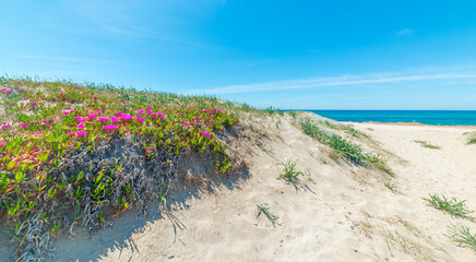 Sand dune by the sea on a sunny day - 744155593
