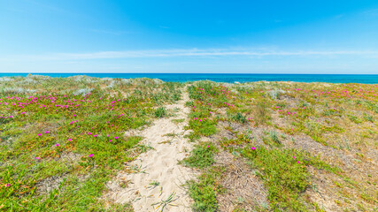 Path to the beach on a sunny day in springtime - 744155709